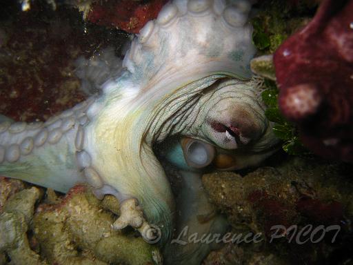 Poulpe - Octopus.JPG - on peut voir les tentacules avec les ventouses, l'oeil droit et juste dessous le siphon